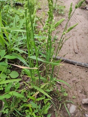 Beckmannia syzigachne