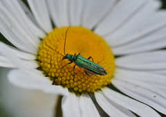 Oedemera nobilis