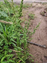 Beckmannia syzigachne