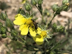 Oedemera podagrariae