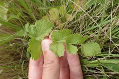 Pimpinella saxifraga