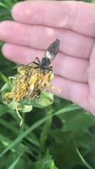 Pamponerus germanicus