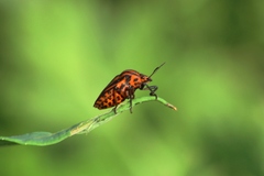 Graphosoma italicum italicum