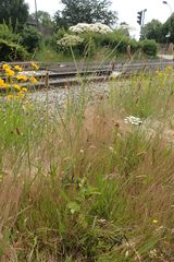 Pimpinella saxifraga