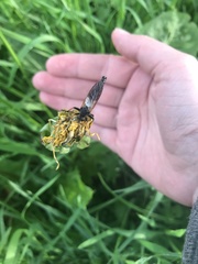 Pamponerus germanicus