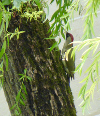 Picus viridis