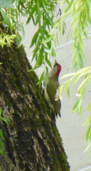 Picus viridis