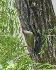 Picus viridis