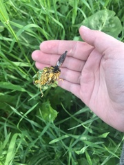 Pamponerus germanicus