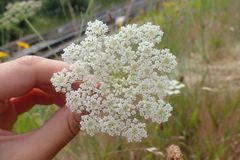 Pimpinella saxifraga