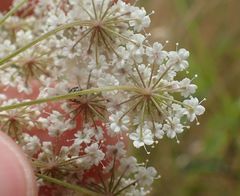 Pimpinella saxifraga