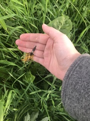 Pamponerus germanicus