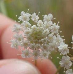 Pimpinella saxifraga