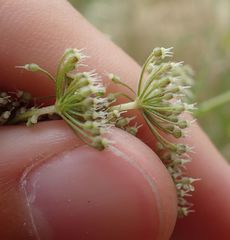 Pimpinella saxifraga