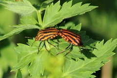 Graphosoma italicum italicum