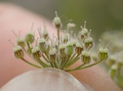 Pimpinella saxifraga