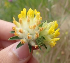 Anthyllis vulneraria