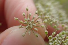 Pimpinella saxifraga