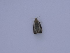 Olethreutes quadrifidum