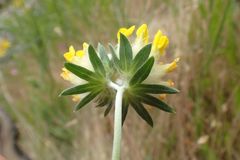 Anthyllis vulneraria