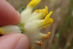 Anthyllis vulneraria