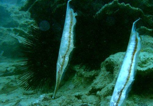 Speckled Shrimpfish