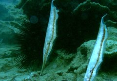 Speckled Shrimpfish photo 4