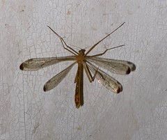 Hylobittacus apicalis