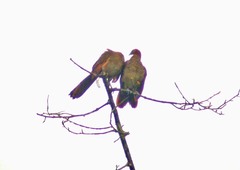 Ortalis erythroptera