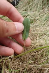 Anthyllis vulneraria