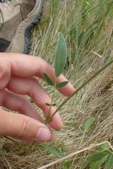 Anthyllis vulneraria