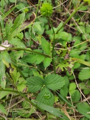 Ranunculus japonicus