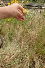 Anthyllis vulneraria