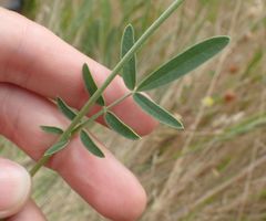 Anthyllis vulneraria