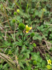 Ranunculus japonicus