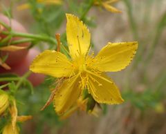 Hypericum perforatum