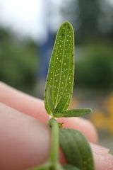 Hypericum perforatum