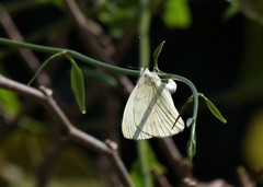 Hesperocharis