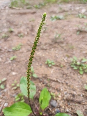 Plantago depressa
