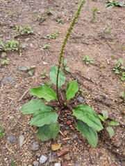 Plantago depressa