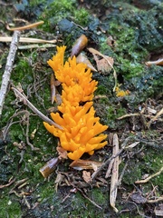 Calocera furcata