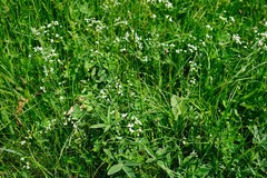 Galium pumilum