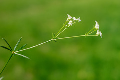 Galium pumilum