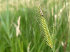 Hordeum secalinum