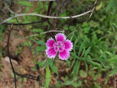 Dianthus chinensis