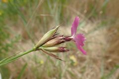 Dianthus carthusianorum