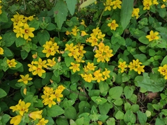 Lysimachia tashiroi