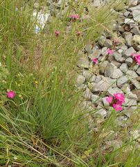 Dianthus carthusianorum