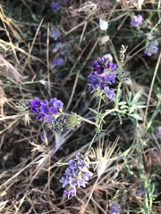 Medicago sativa