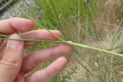 Dianthus carthusianorum
